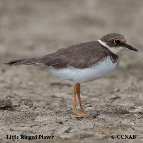 Little Ringed Plover