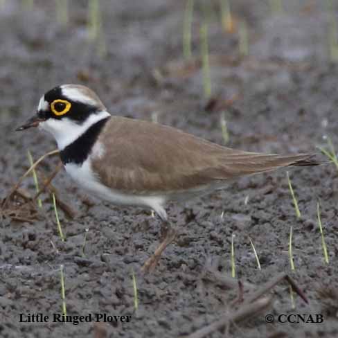 Birds of North America