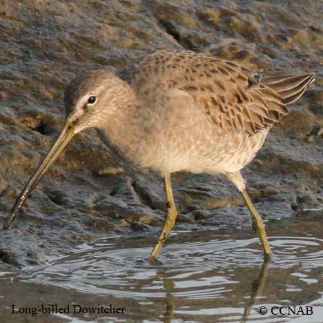 Birds of North America