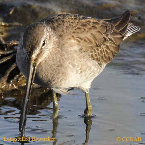 Birds of North America