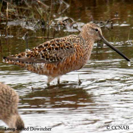 Birds of North America