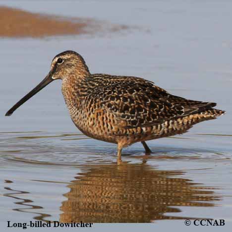 Birds of North America