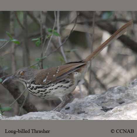 Birds of North America