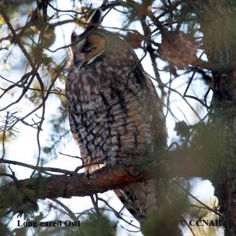 Birds of North America