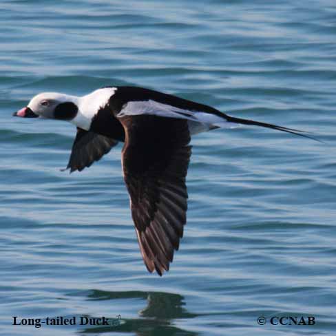 Birds of North America