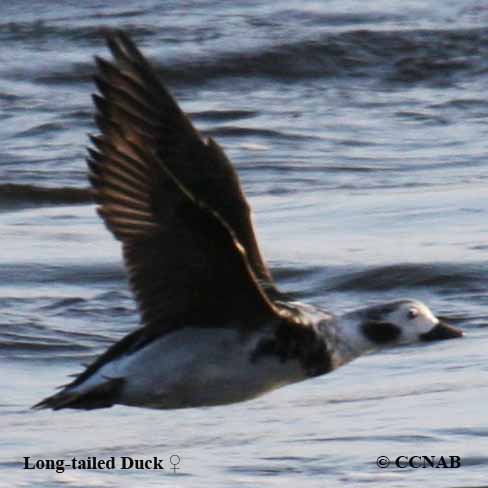 Birds of North America