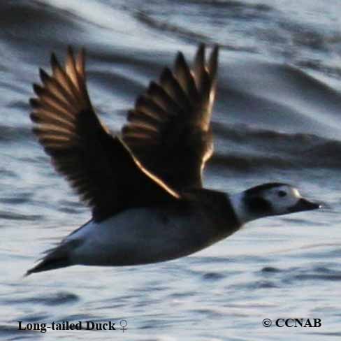 North American ducks