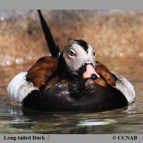 Birds of North America