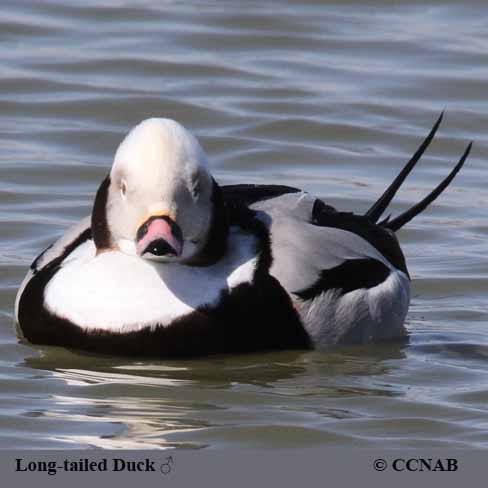 Birds of North America