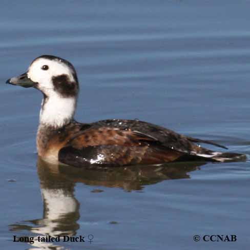 Birds of North America