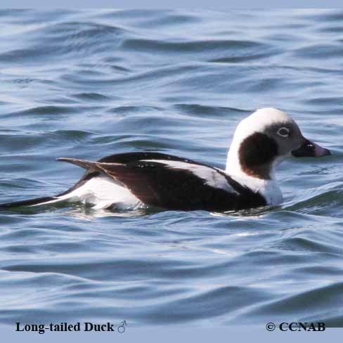 Birds of North America