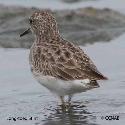 Birds of North America