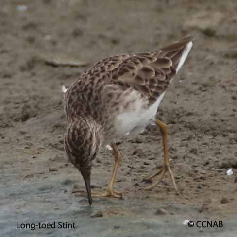 Birds of North America