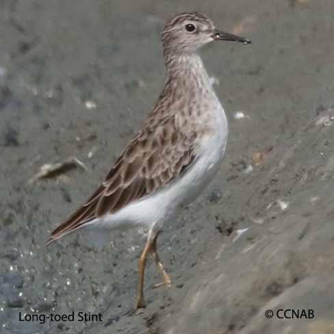 Birds of North America