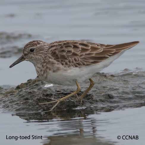 Birds of North America