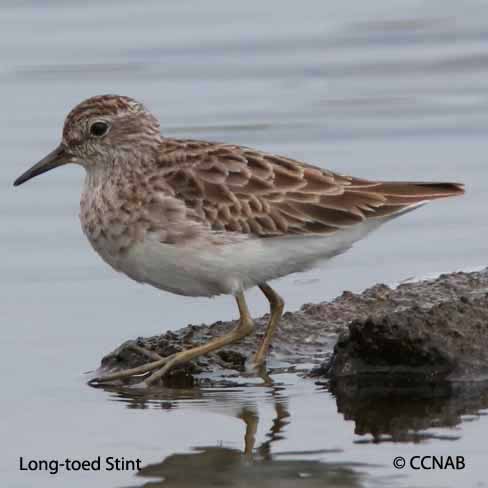 Birds of North America