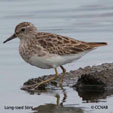 Long-toed Stint range map