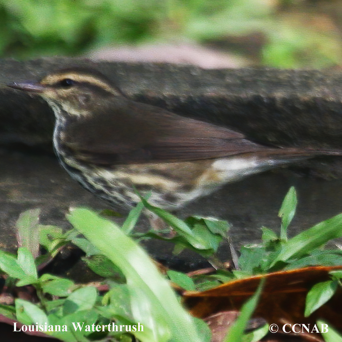 Birds of North America