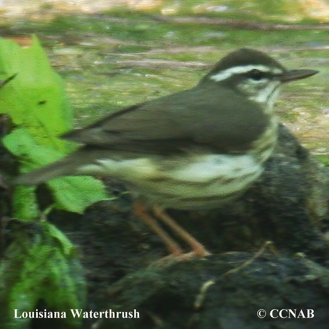 Birds of North America