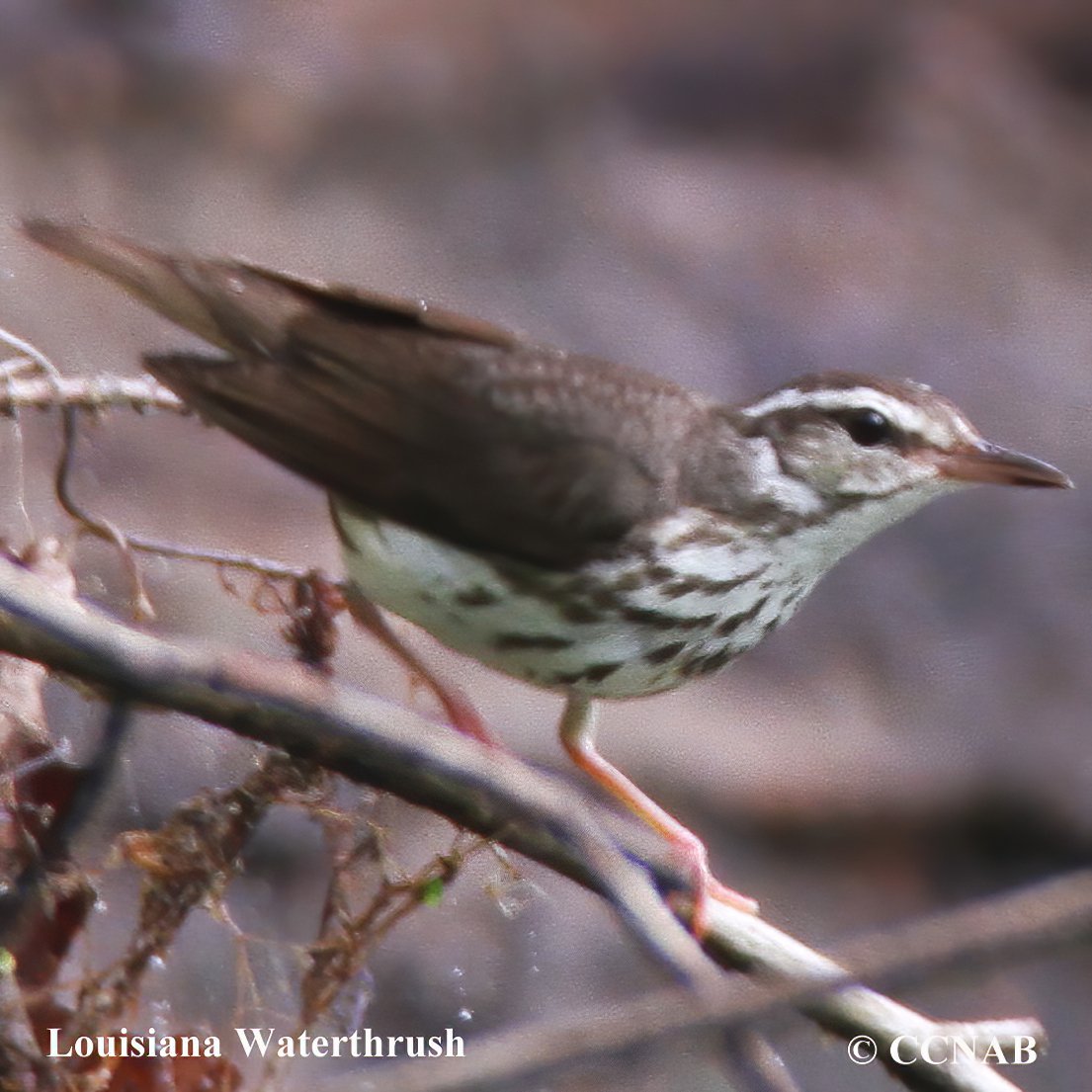 Birds of North America