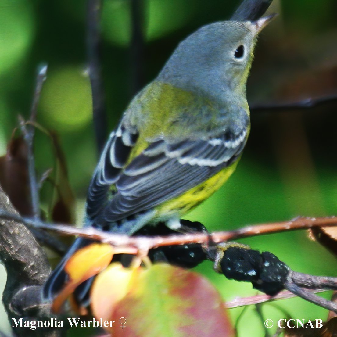 Birds of North America