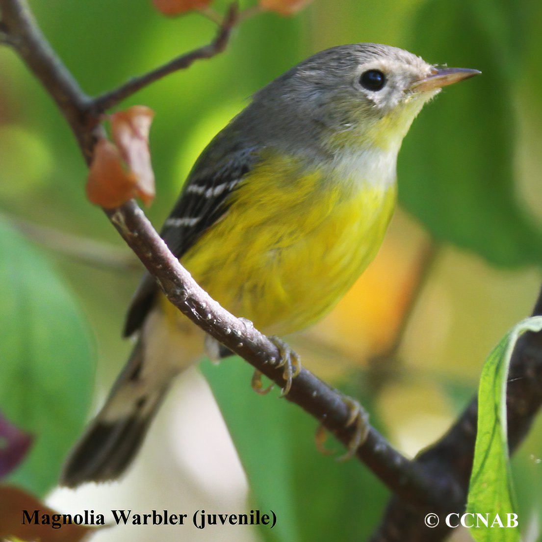 Birds of North America