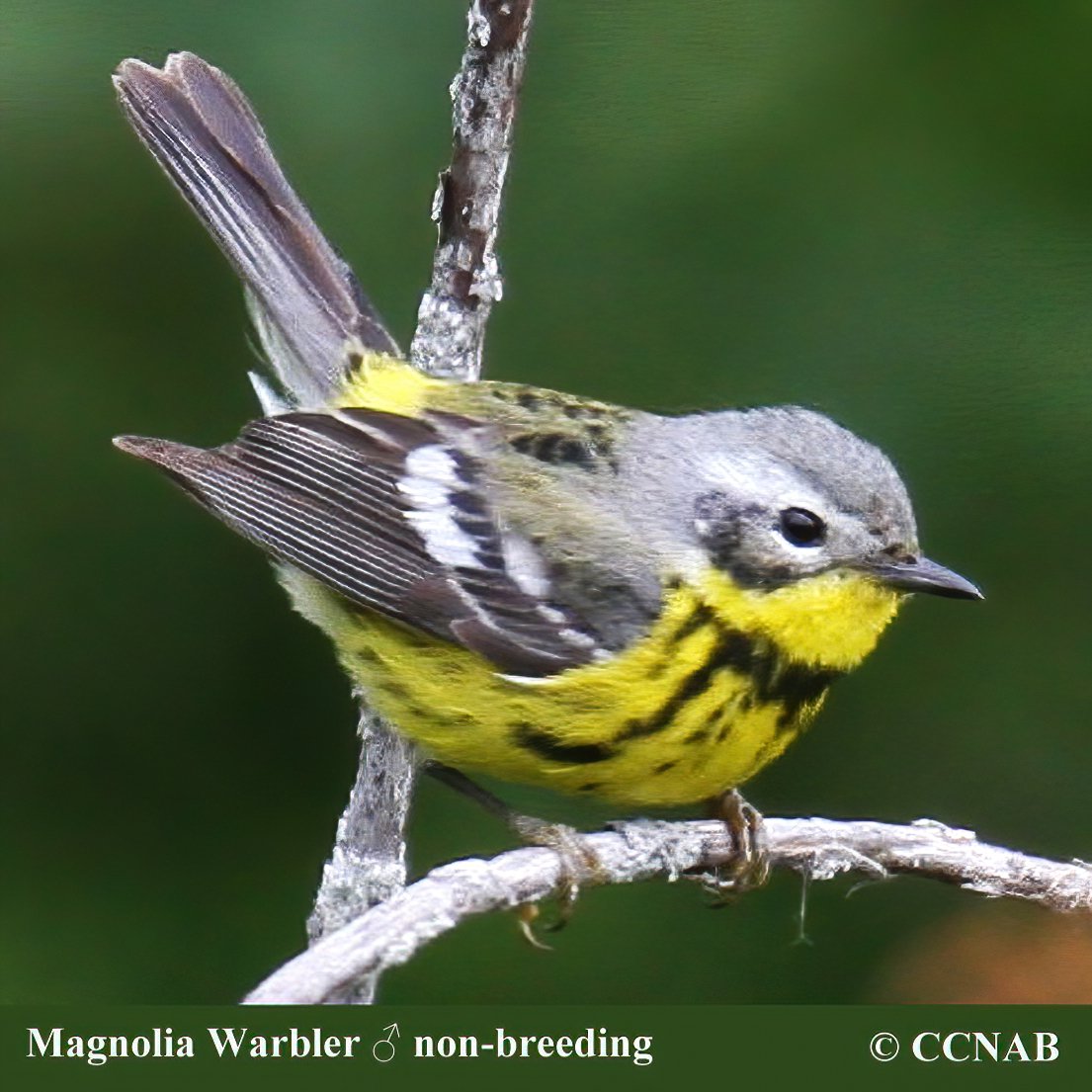 Birds of North America