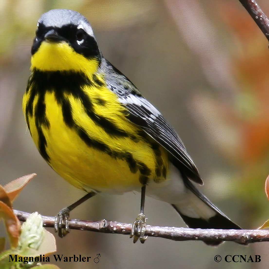 Magnolia Warbler