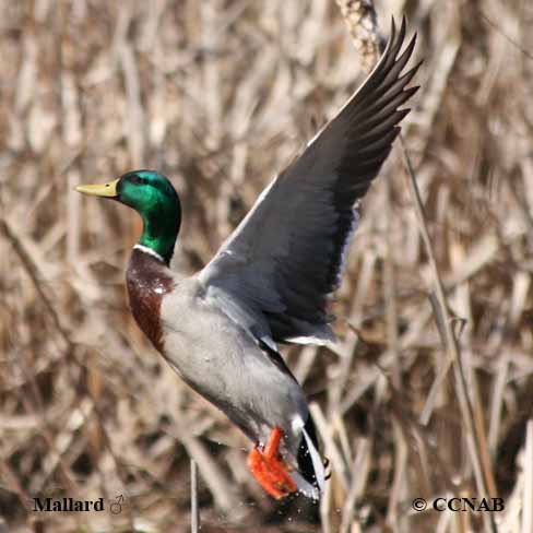 Birds of North America