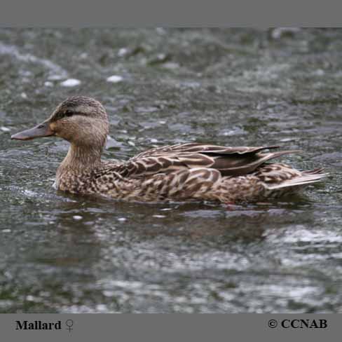 Birds of North America