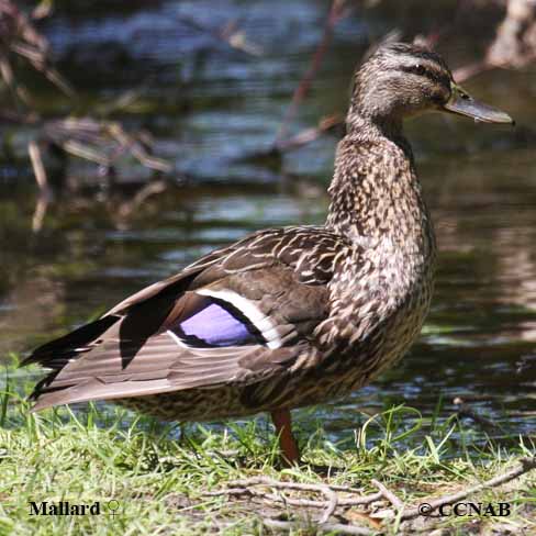 Birds of North America