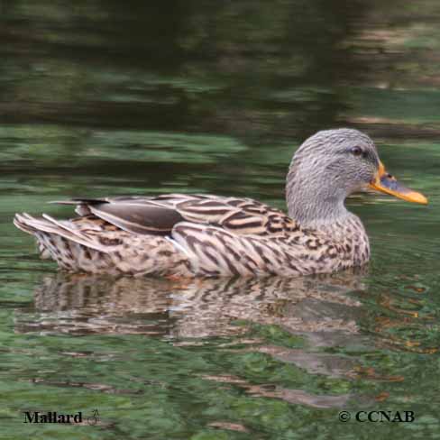 Birds of North America