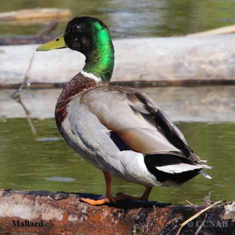 Birds of North America