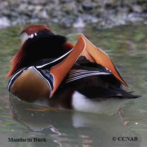 Mandarin Duck