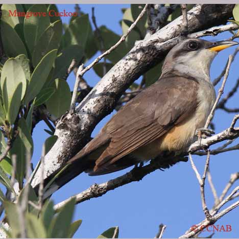 Birds of North America