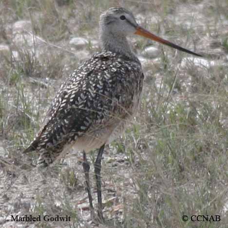 Birds of North America