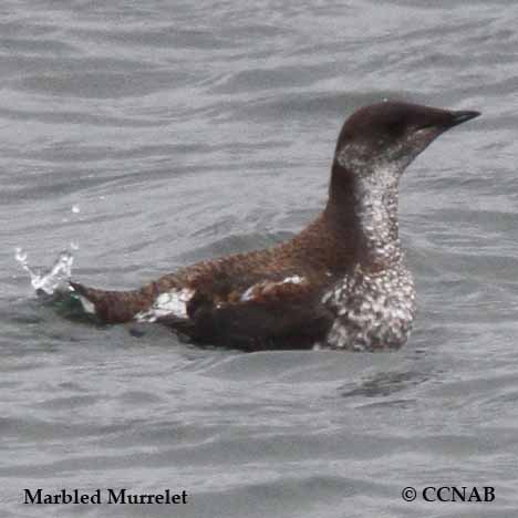 Birds of North America