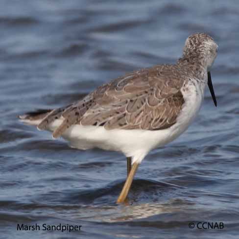 Birds of North America