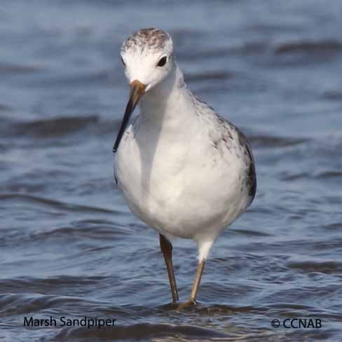 Birds of North America