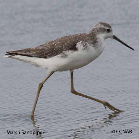 Birds of North America