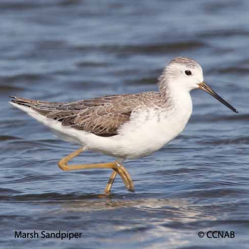 Birds of North America