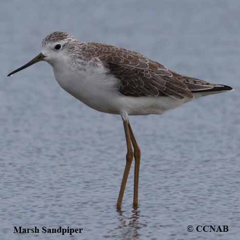 Birds of North America