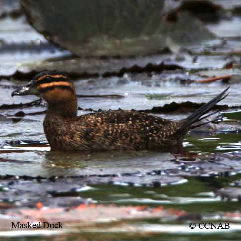 Birds of North America