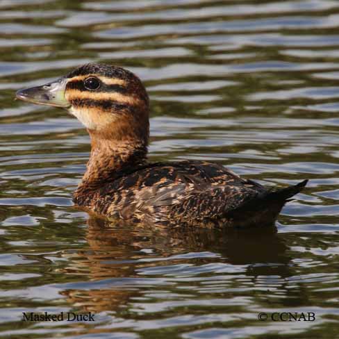 Birds of North America