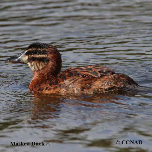 Birds of North America