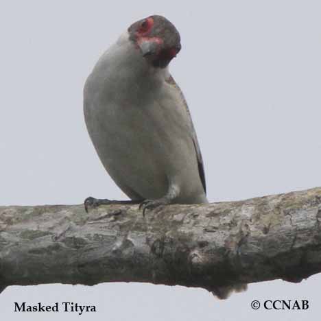 Birds of North America