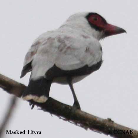 Birds of North America