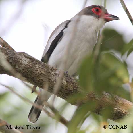 Birds of North America