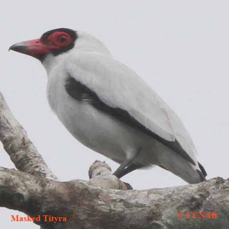 Birds of North America