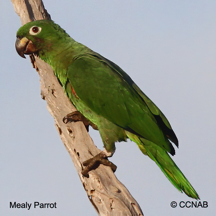 Birds of North America